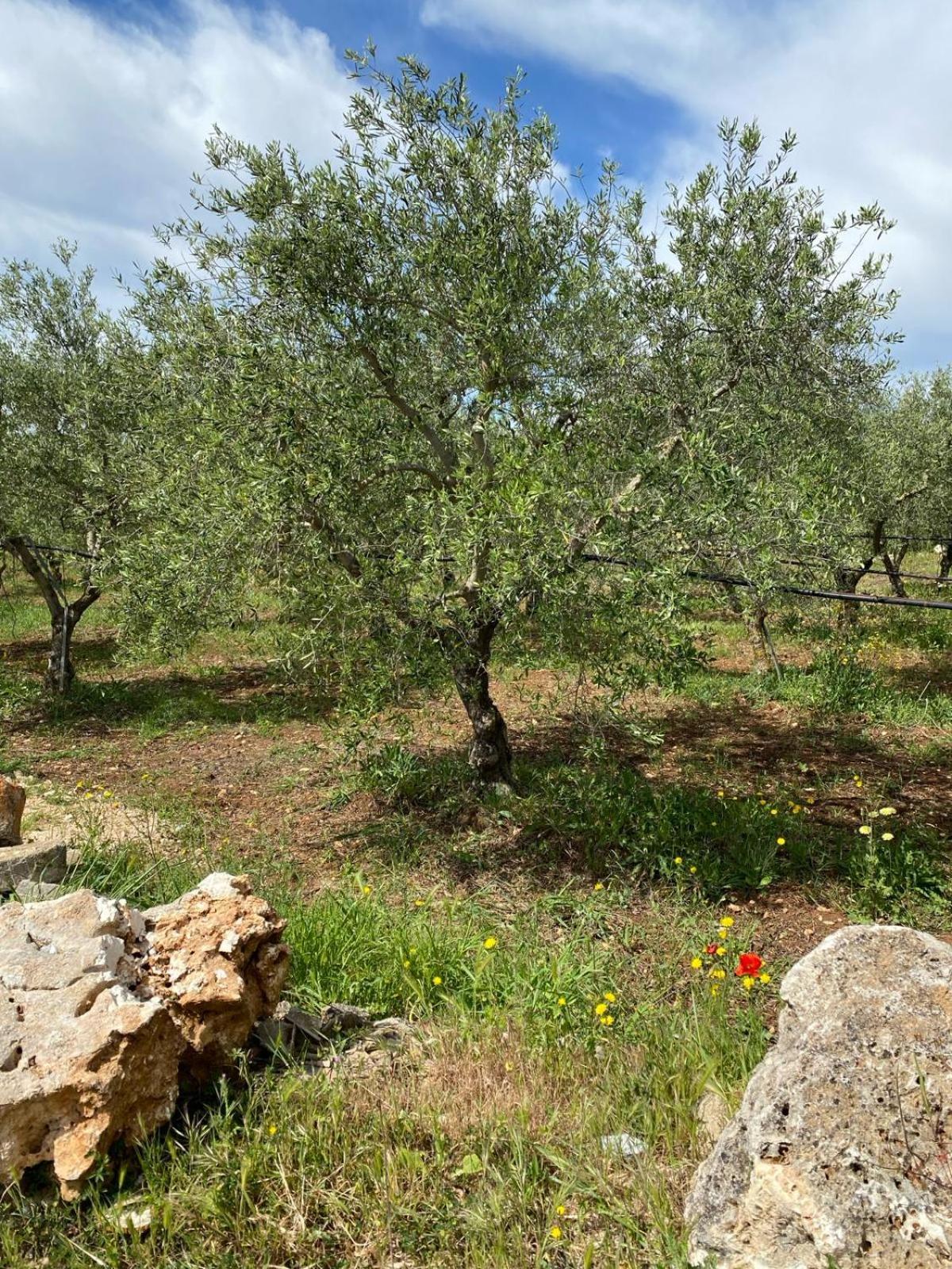 Villa Trellame - Casa Vacanze Tra Gli Ulivi Acquaviva delle Fonti Exteriér fotografie